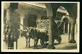 coppia di buoi Rinder boeufs carte postale ancienne