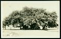 Hawaii Honolulu Palace Ground vintage postcard