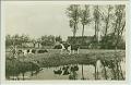 Mooi Friesland Koeien K�he oude Ansichtkaart