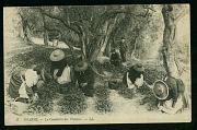 Grasse Cueillette des Violettes carte postale ancienne