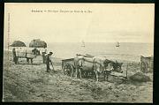 Biarritz Attelages Basques Boeufs carte postale ancienne