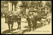 Salonique Chariot a Boeufs carte postale ancienne