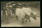 Luchon Le Transport du Bois carte postale ancienne