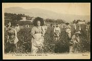 Grasse La Cueillette du Jasmin carte postale ancienne