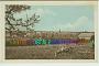 02 RocQuigny vache carte postale ancienne Aisne Wignehies