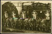 12 Roquefort traite des Brebis Carte postale ancienne