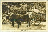 63 Olliergues Gouttefangeas Attelage Carte postale ancienne