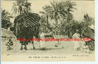 Arabe un mariage chameau camel Carte postale ancienne